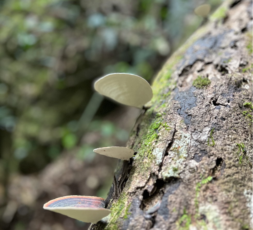 Wildlife and Nature Image